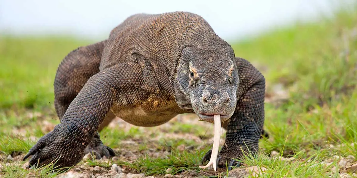 Komodo predator