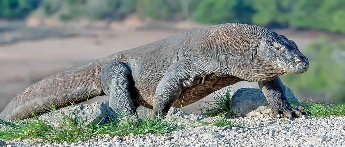 Komodo walking