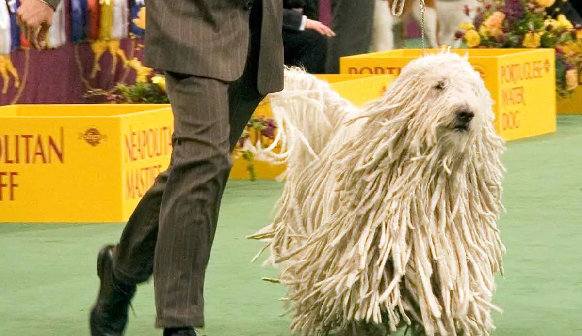 Komondor_Westminster_Dog_Show