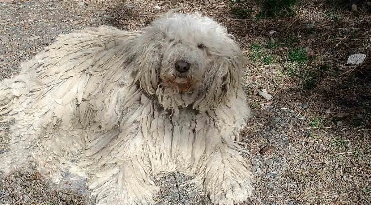 Komondor_lying