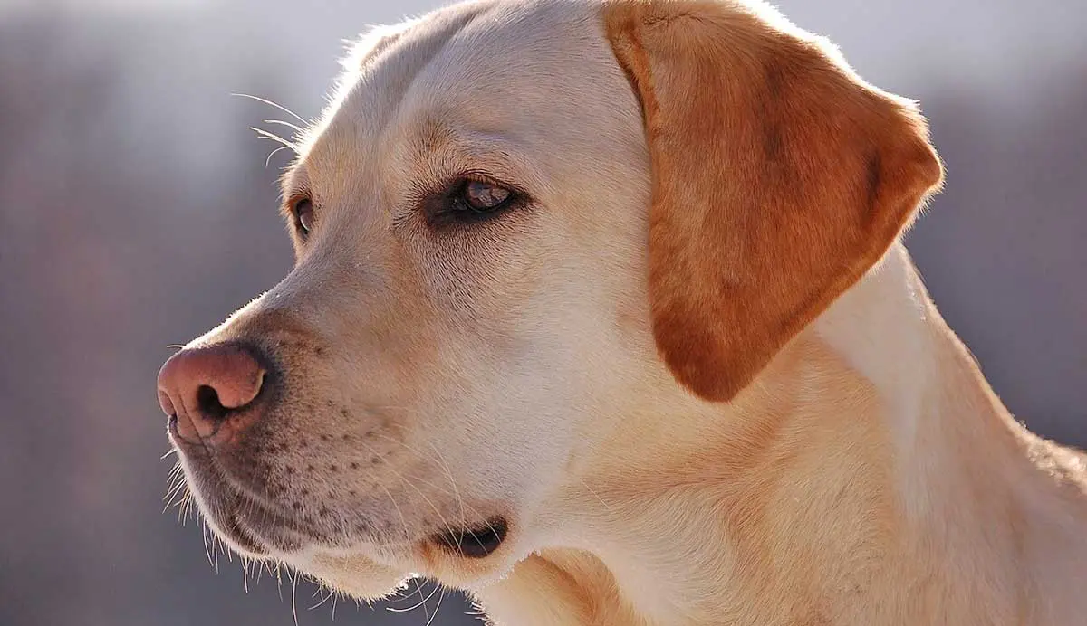 Labrador_Retriever_portrait