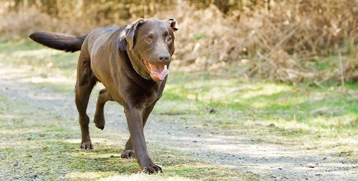 Labrador holding hind leg up