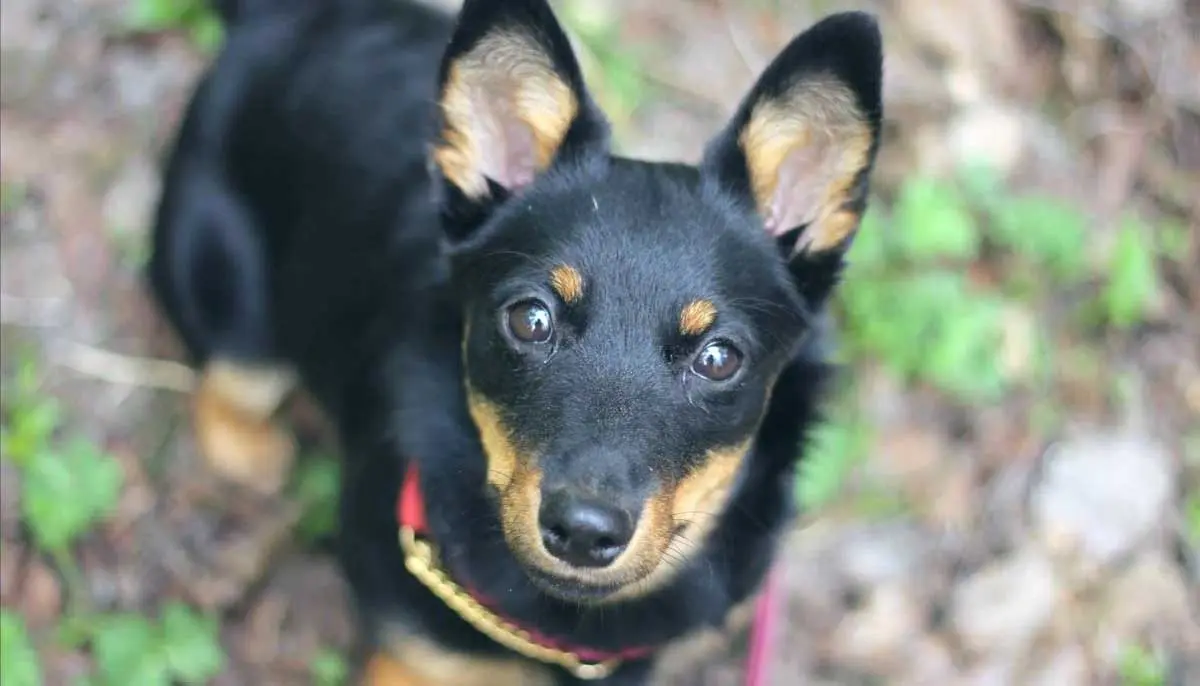 Lancashire Heeler face