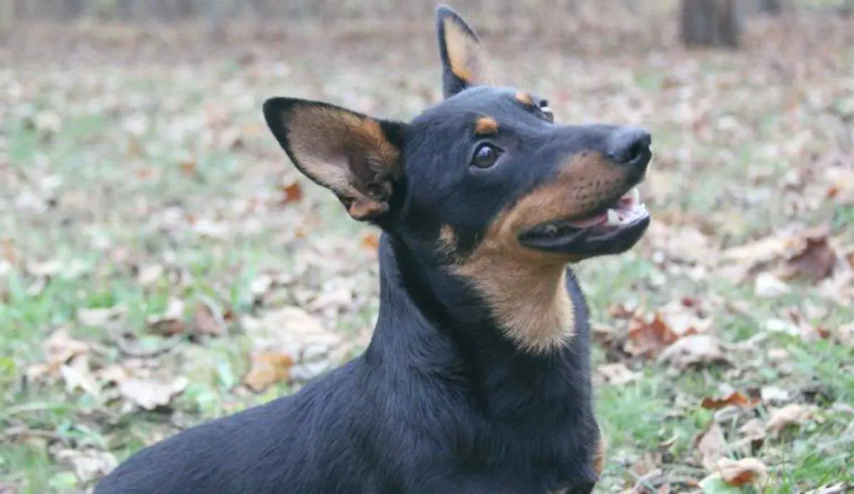 Lancashire Heeler