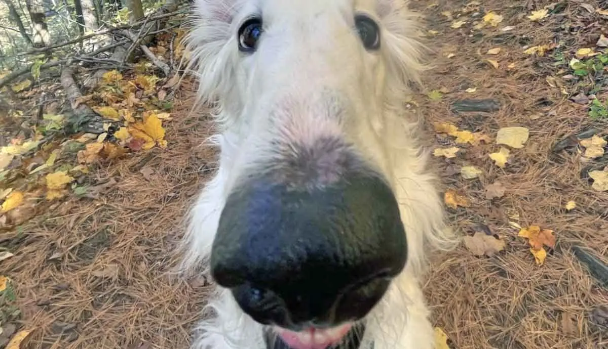 Lapsha borzoi