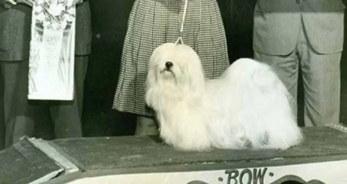 Lhasa Apso winner