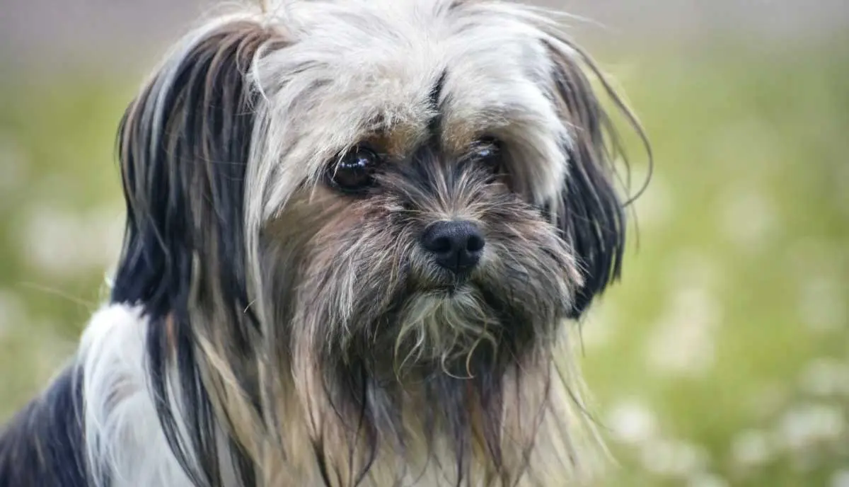 Lhasa Apso