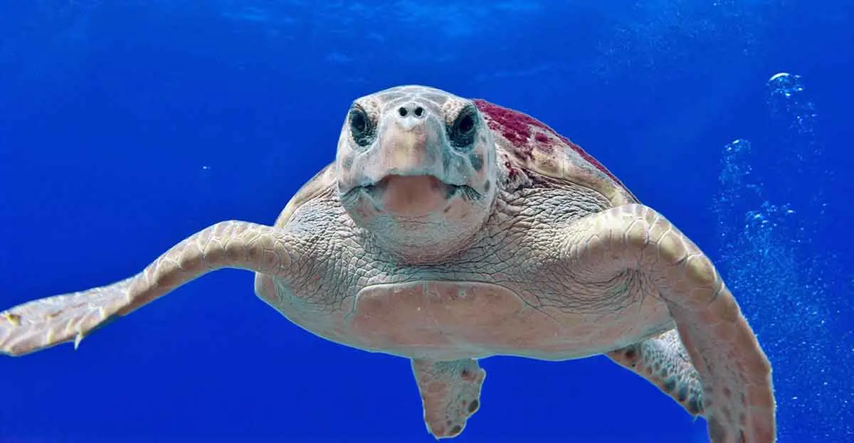 Loggerhead Turtle swimming in the ocean