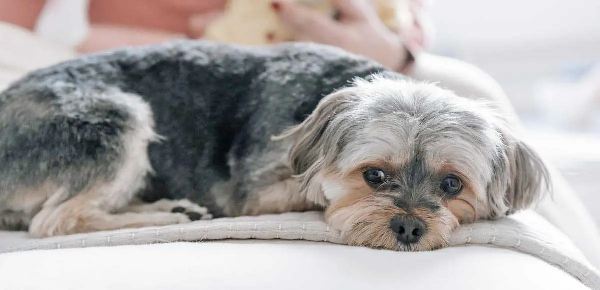 Maltese Dog Lying on Bed