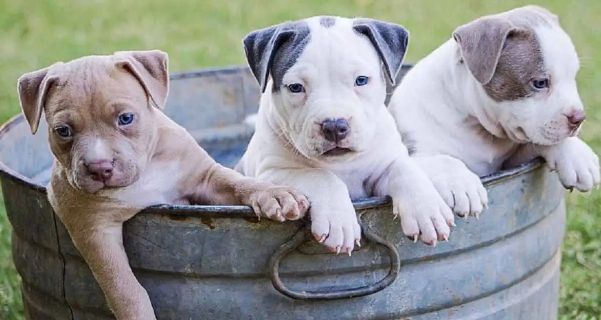 Miniature Pitbull