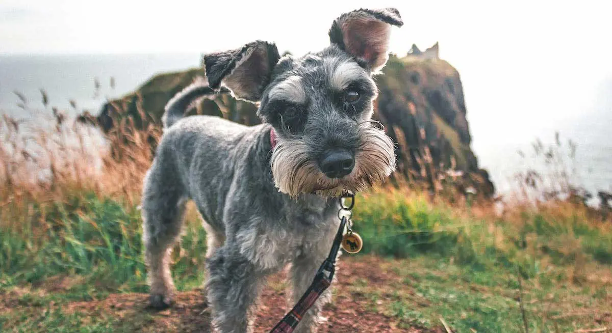 Miniature Schnauzer Standing in Field