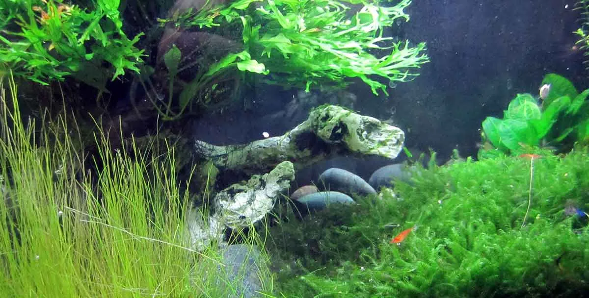 Moss and Fish Tank
