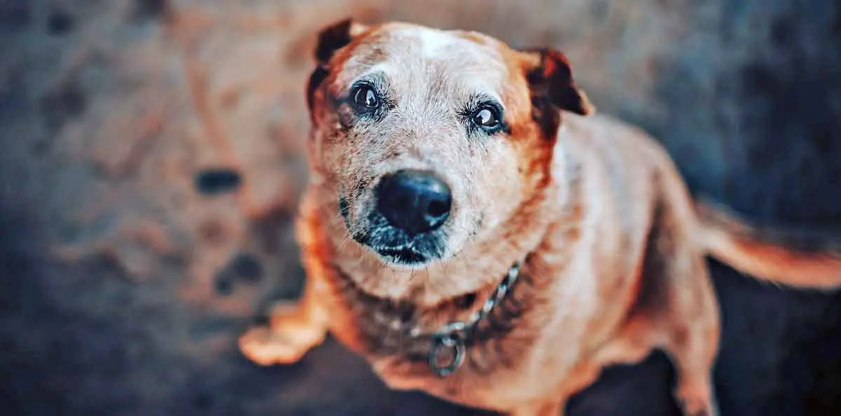 Old Dog Sitting on Rug in Living Room