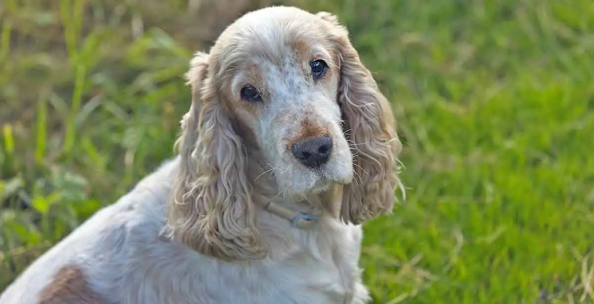 Old English Cocker Spaniel Sitting in Field