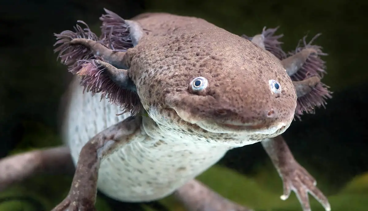 Optimal Water Conditions for Axolotls: Your Complete Guide