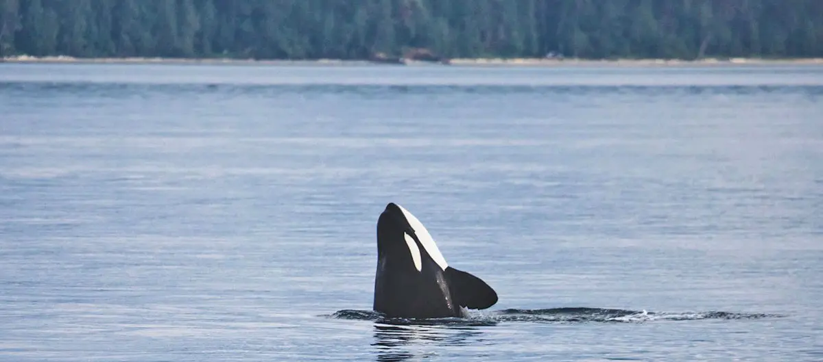 Orca swimming