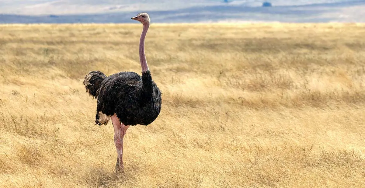 Ostrich