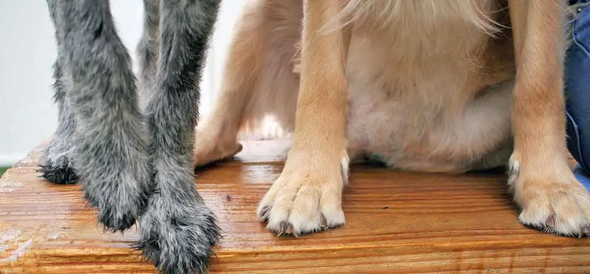 Paws of Two Old Dogs Sitting on Wooden Bench