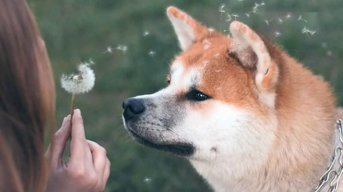 Person Blowing Dandelion to Fluffy Shiba Inu