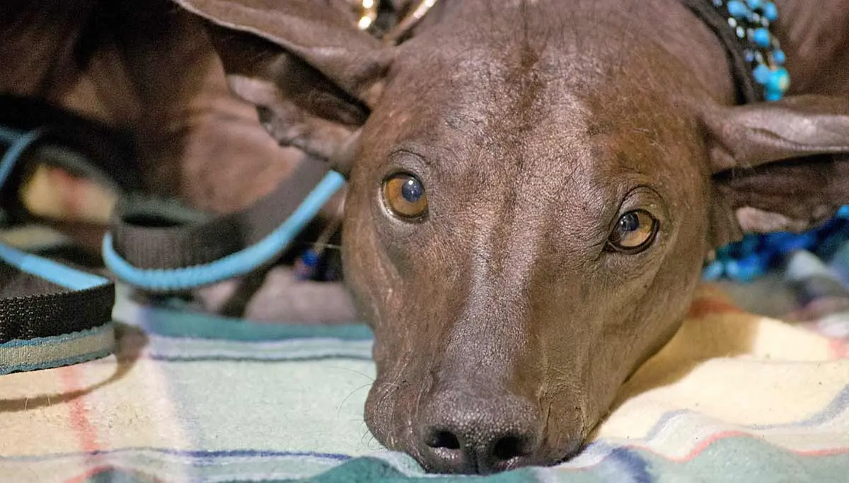 Peruvian hairless face