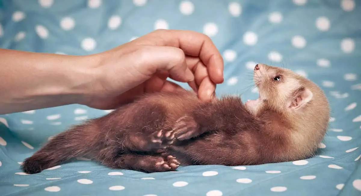 Pet ferret petted by owner