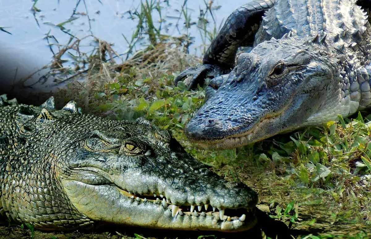 Physical differences between alligators and crocodiles