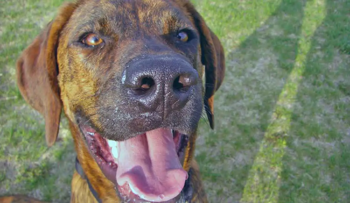 Plott Hound Panting and Sitting on Grass