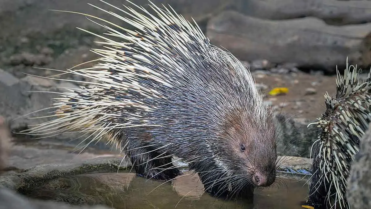 Porcupine