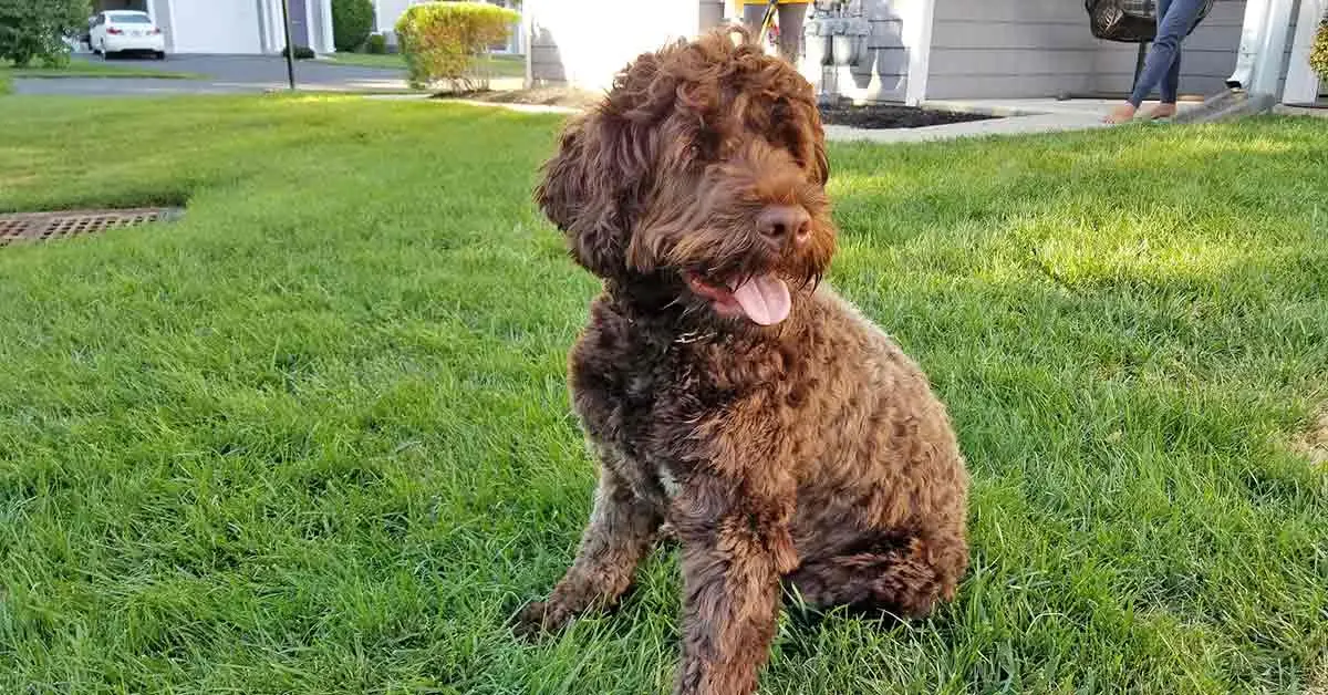 Portuguese water dog sitting grass