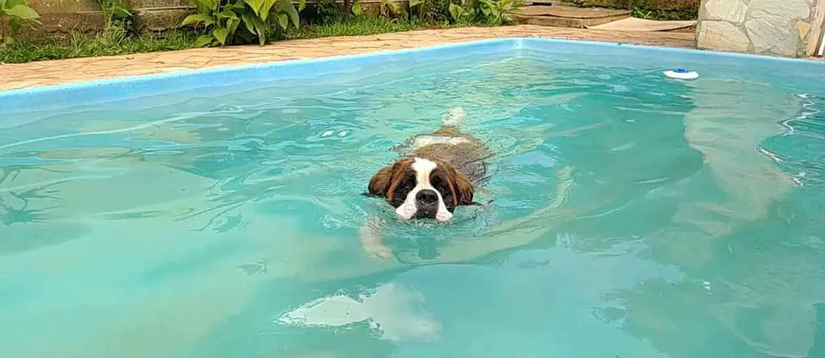 Saint bernard swimming in pool