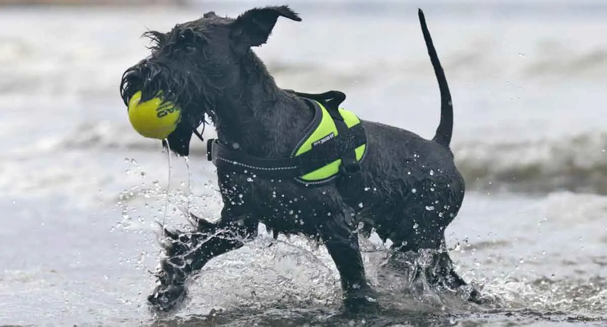 Schnauzer play