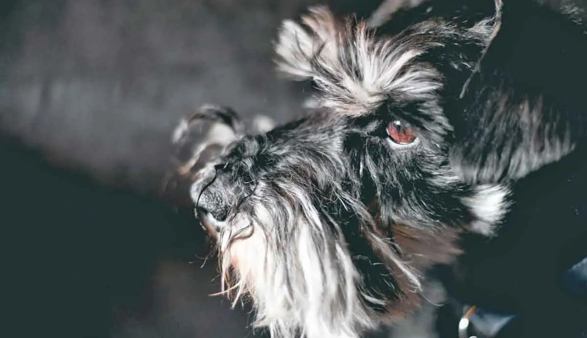 Schnauzer profile