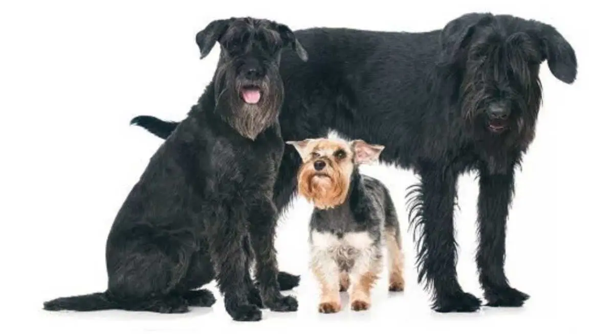 Schnauzer sizes