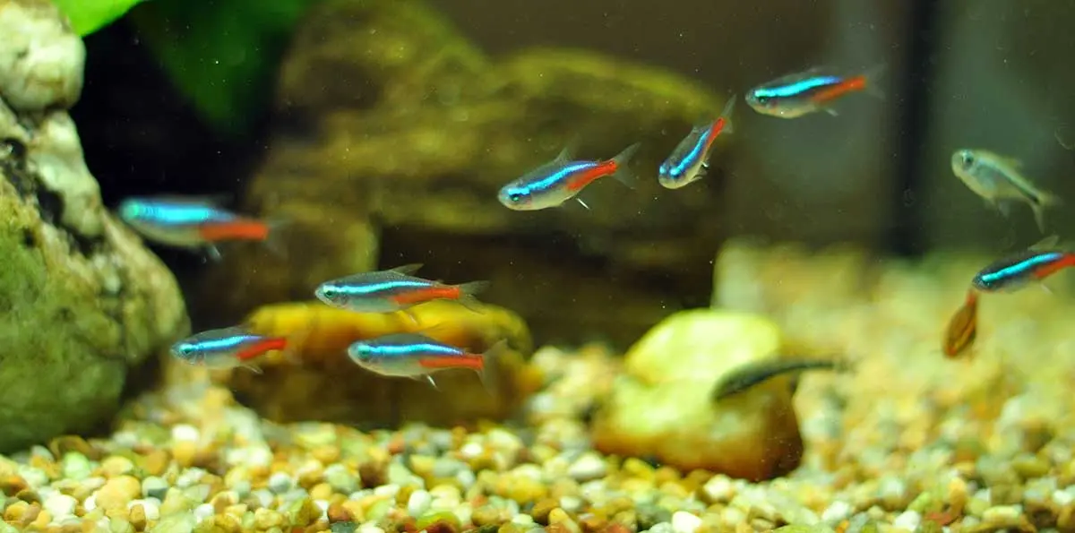 School of tetras