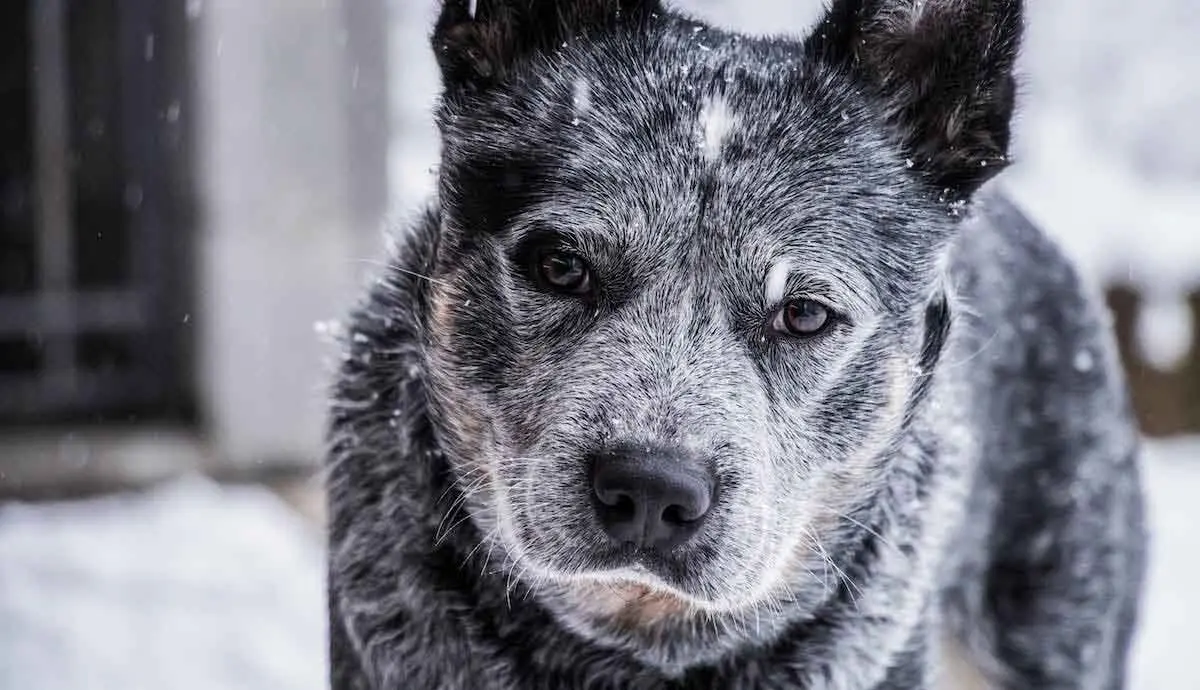 Senior Australian Cattle Dog Standing in Snow