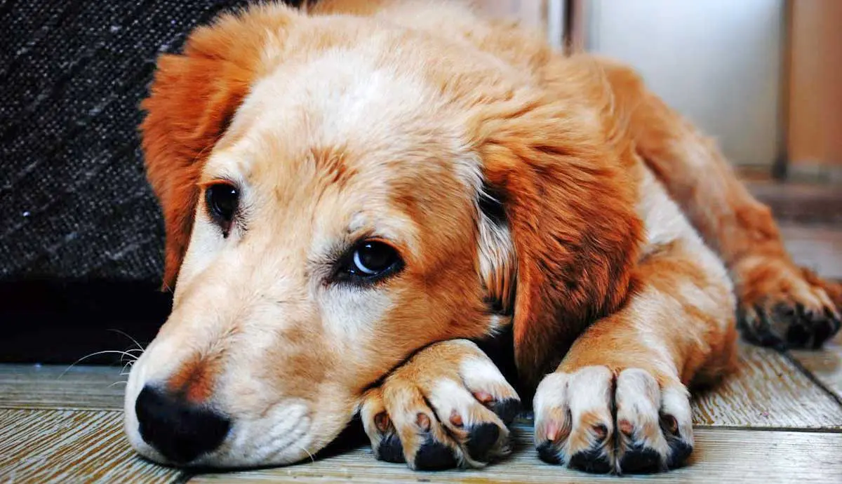 Senior Golden Retriever Dog Laying Down in a Brown Wooden Floor