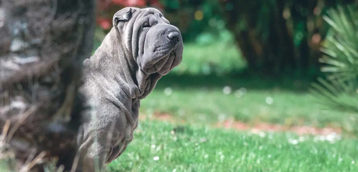 Shar Pei Dog Sitting in Yard near Tree