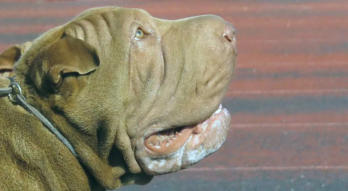 Shar Pei_Head