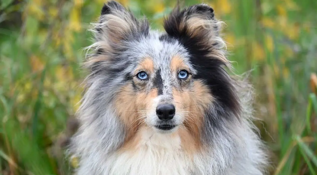 Shetland Sheepdog Sitting in Long Grass