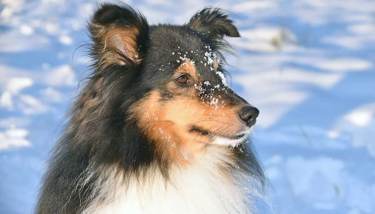 Shetland Sheepdog Sitting in Winter Snow