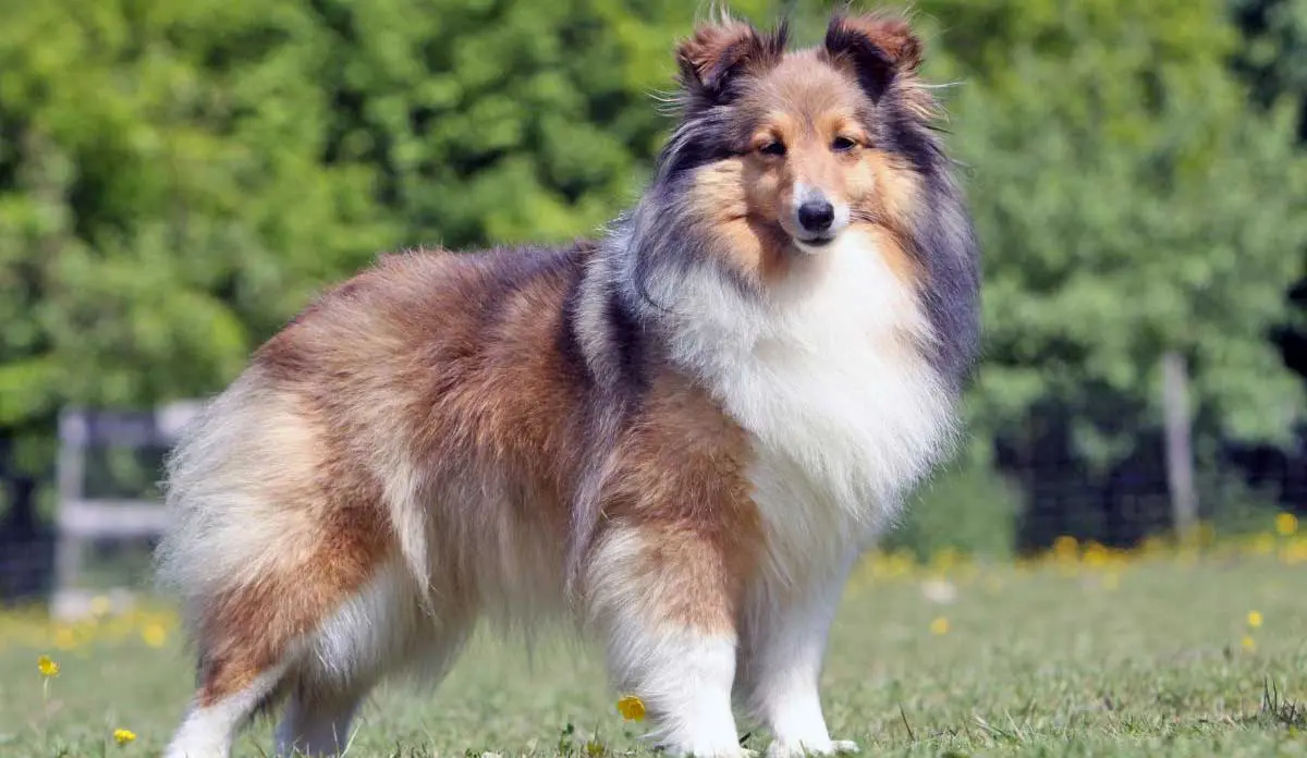 Shetland Sheepdog standing in a field