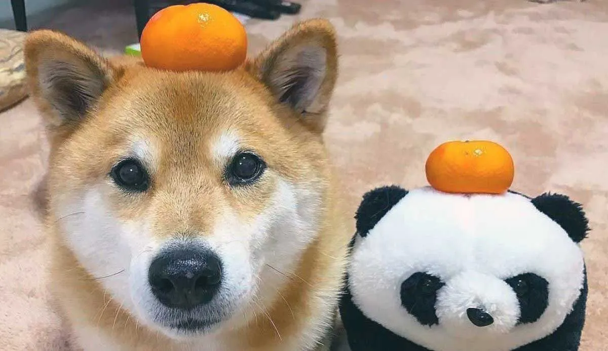Shiba Inu Dog Marutaro with Citrus on Head
