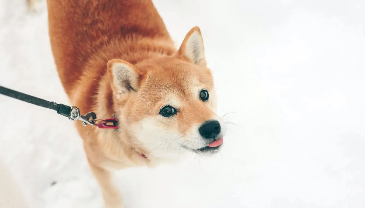 Shiba Inu Dog on Walk in Winter Snow