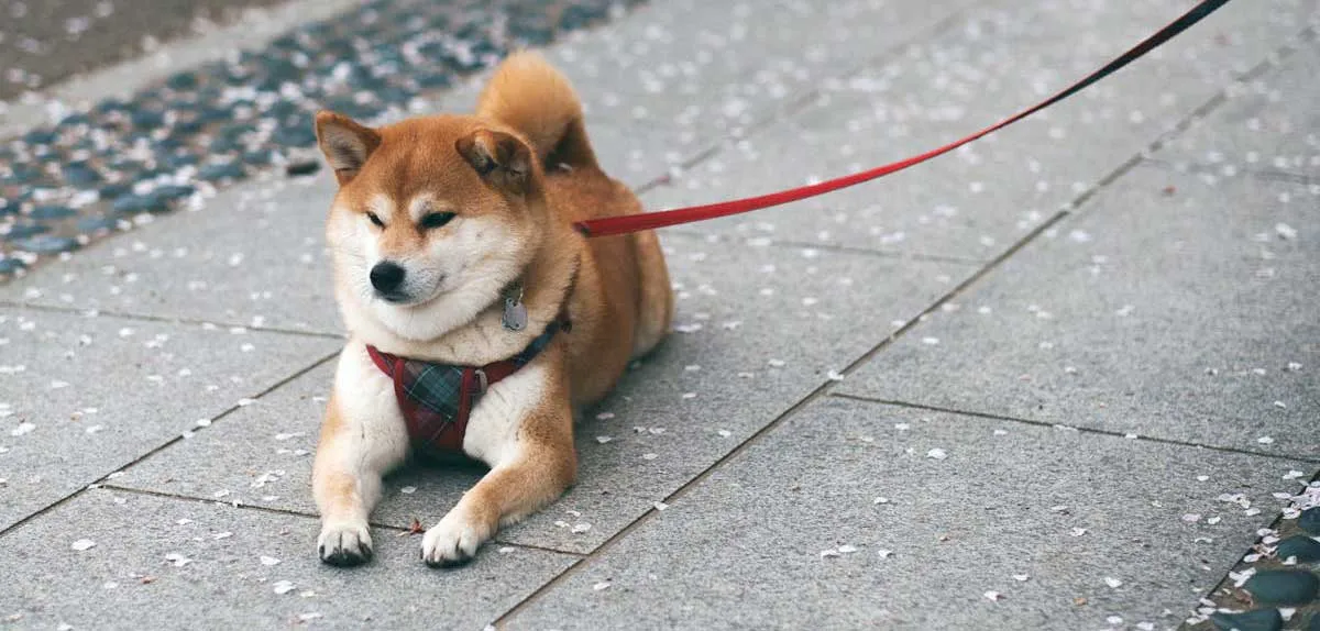 Shiba Inu Resting on Pavement with Leash