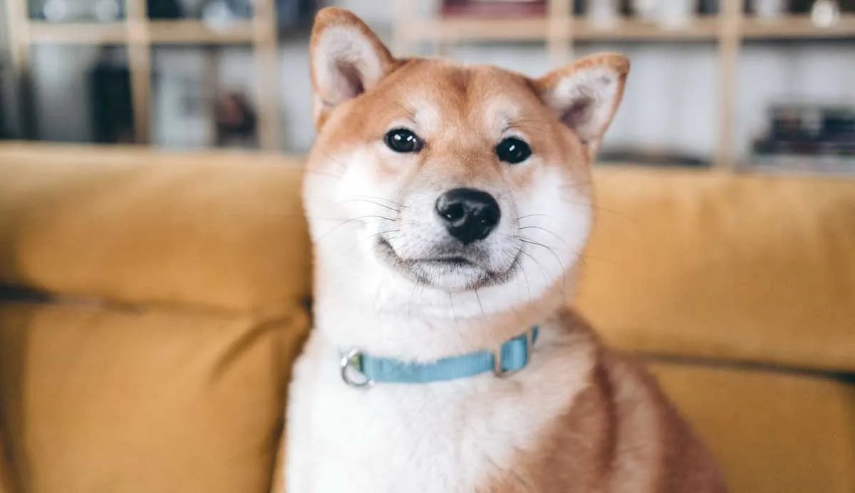 Shiba Inu with Collar on It_s Neck