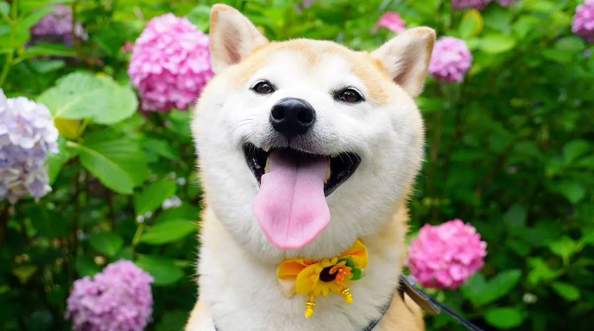 Shiba Inu