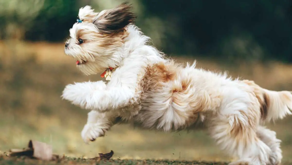 Shih Tzu Dog Running Through Park