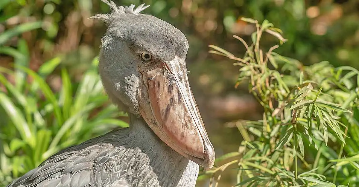 Shoebill face