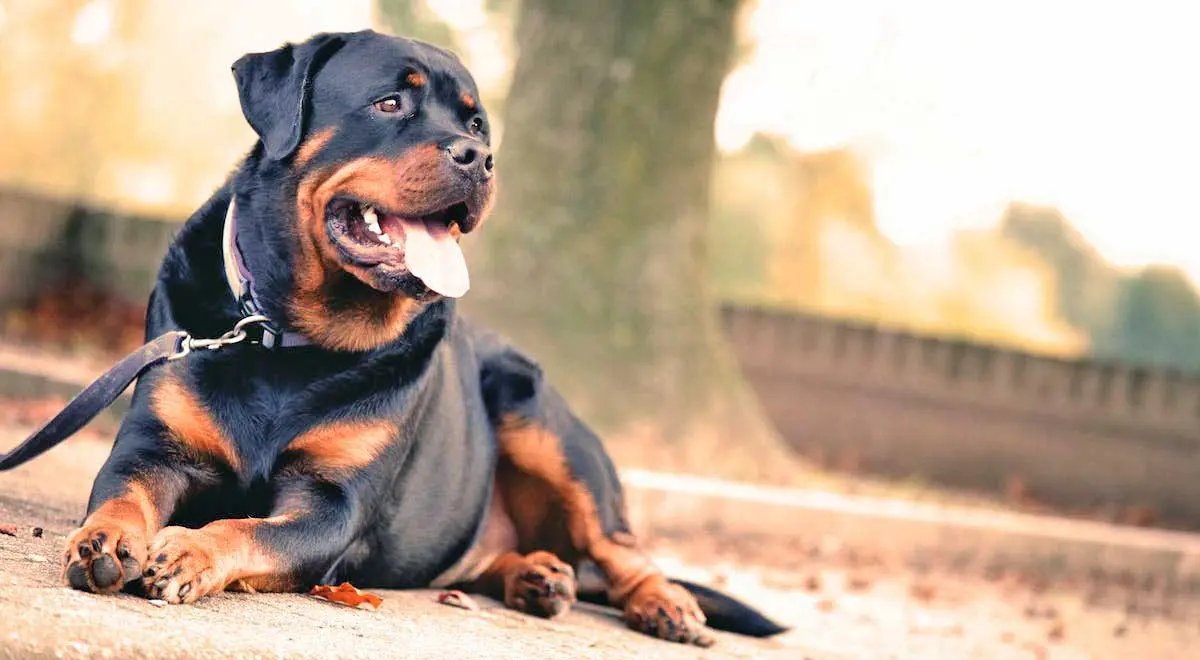 Short Coat Rottweiler Dog Lying on the Ground