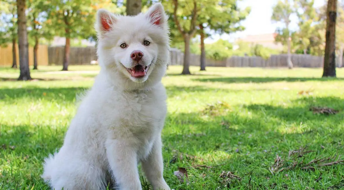 Short coated White Dog Sitting on Green Grass